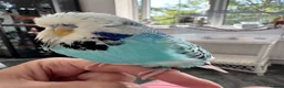 Budgerigars birds for sale: Beautiful Tame Male Exhibition Budgie  - Advert 2