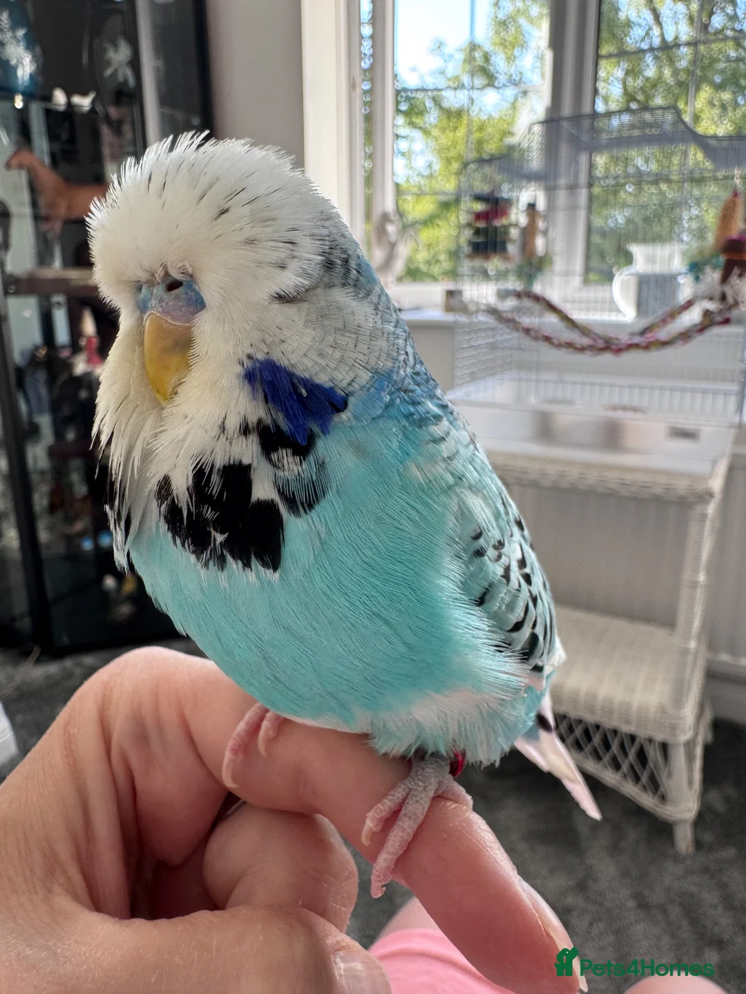 Budgerigars birds for sale: Beautiful Tame Male Exhibition Budgie  - Advert 2