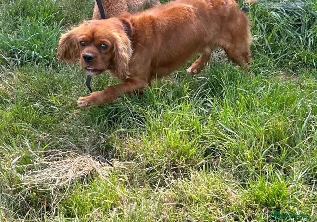 Cavalier King Charles Spaniel dogs for sale:  Cavalier King Charles Spaniel Puppy for sell in Kingston upon Thames - Advert 2