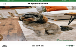 Cockapoo dogs for sale: Taking Genuine Enquired Phantom Female Cockapoo - Image 6