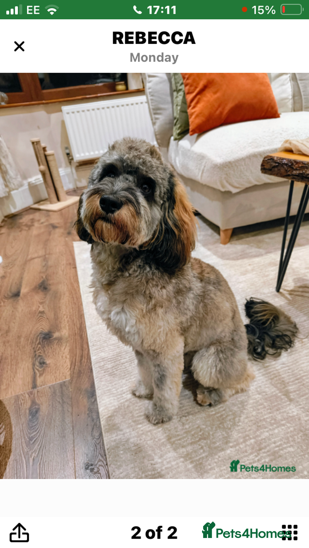 Cockapoo dogs for sale: Taking Genuine Enquired Phantom Female Cockapoo - Image 6