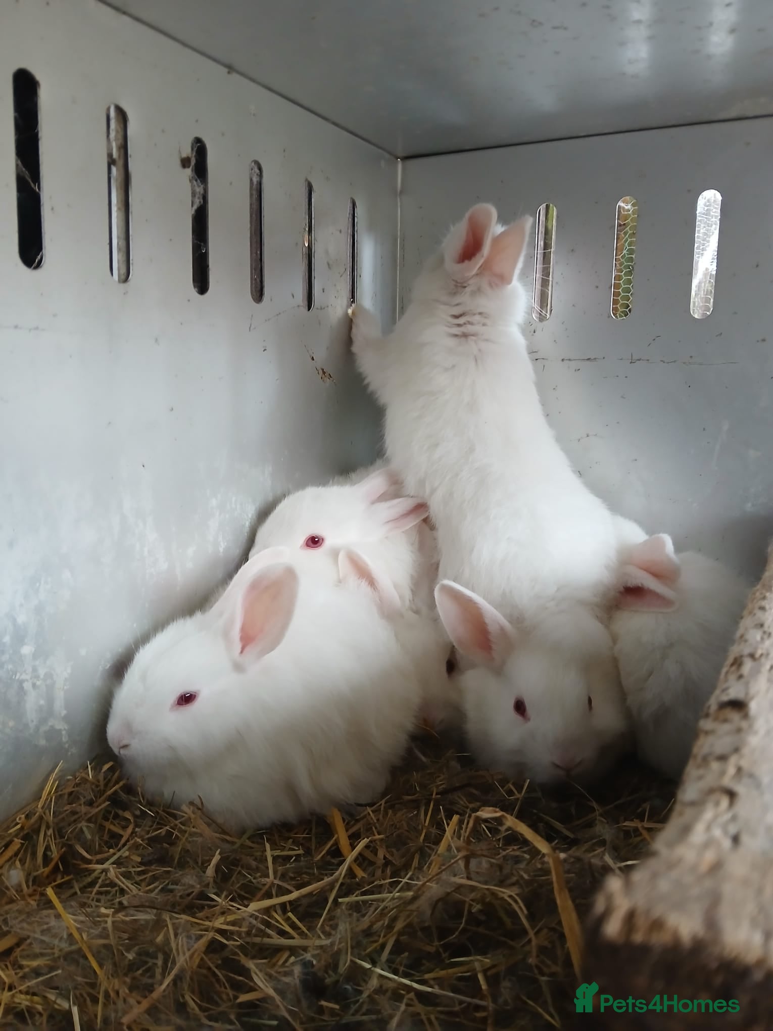 New Zealand rabbits Baby New Zealand rabbits - Advert 1