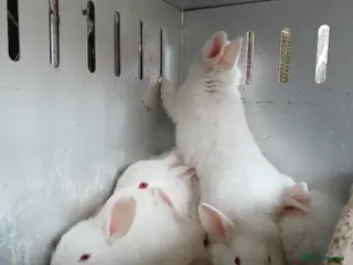 New Zealand rabbits Baby New Zealand rabbits - Advert 1