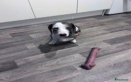 Miniature Dachshund dogs for sale: Miniature Dachshund for Sale  - Image 3