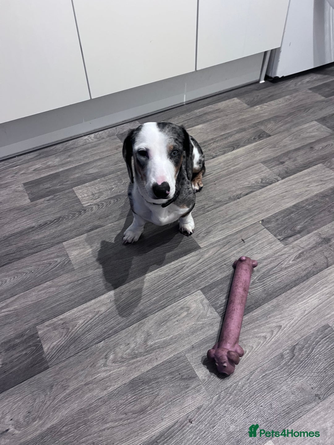 Miniature Dachshund dogs for sale: Miniature Dachshund for Sale  - Image 3