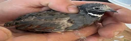 Quail poultry for sale: Chinese Painted/Button Quail males  - Advert 5