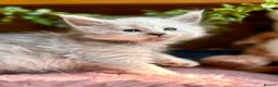 Maine Coon cats for sale: Beautiful Maine Coon kittens - Advert 11
