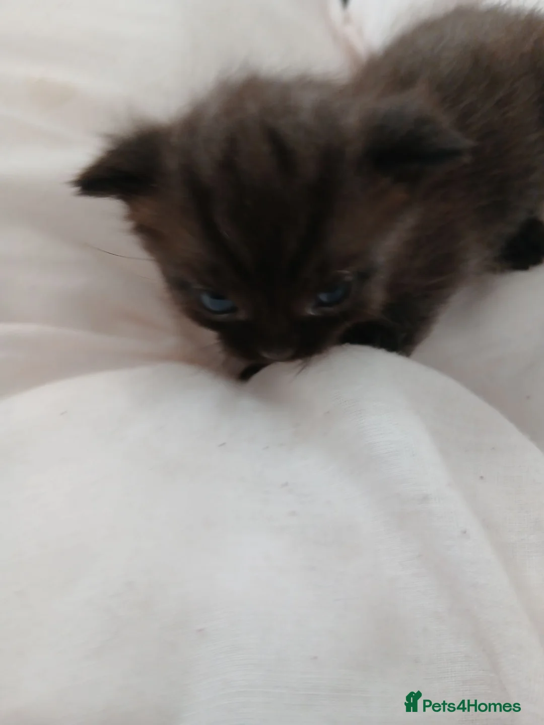 Mixed Breed cats for sale: Mixed Kittens - Advert 2