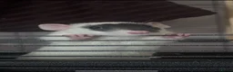 Rat rodents for sale:  OTTO & POE BONDED BROTHERS- 3 story cage included - Advert 8