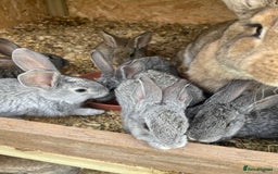 Continental Giant rabbits for sale: Rabbits for sale very nice  - Image 8