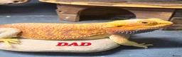 Bearded Dragon reptiles for sale: 1 Bearded Dragons  - Advert 10