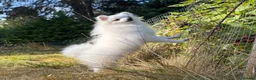 Pomeranian dogs for sale: Very tiny white Pomeranian female 7month old - Advert 7