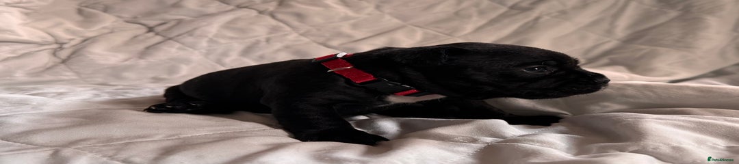Mixed Breed Puppy 4