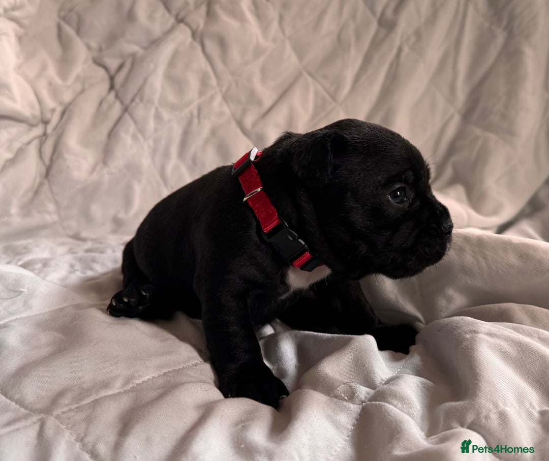 Mixed Breed dogs for sale: French bulldog x Patterdale terrier - Image 4