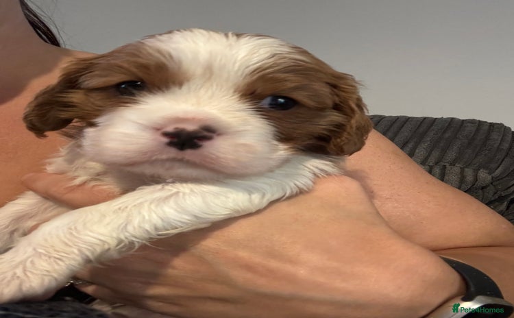 Cavalier King Charles Spaniel dogs - Advert 15