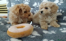 Maltipoo dogs for sale:  Maltipoo puppies  mix litter - Image 12