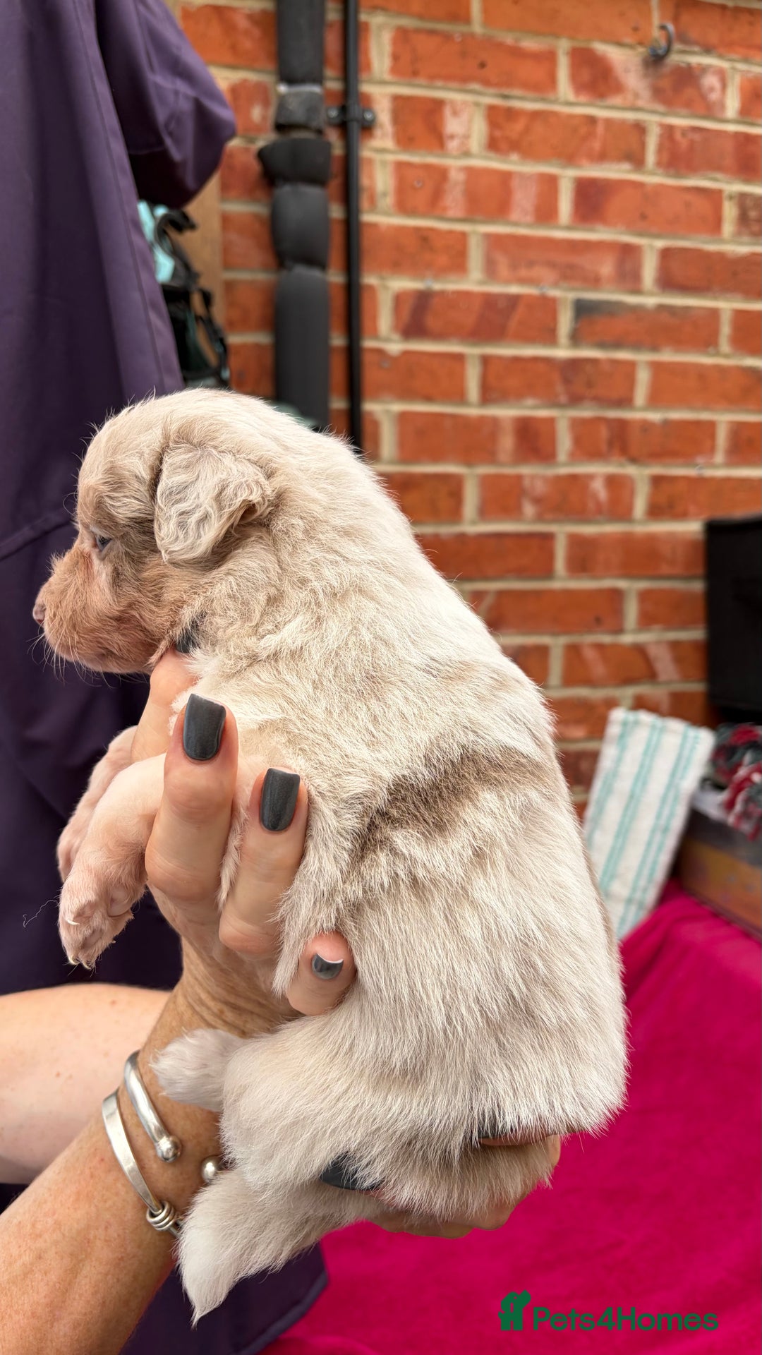 Border Collie dogs for sale: 6.5 weeks old collie puppies for sale  - Image 14