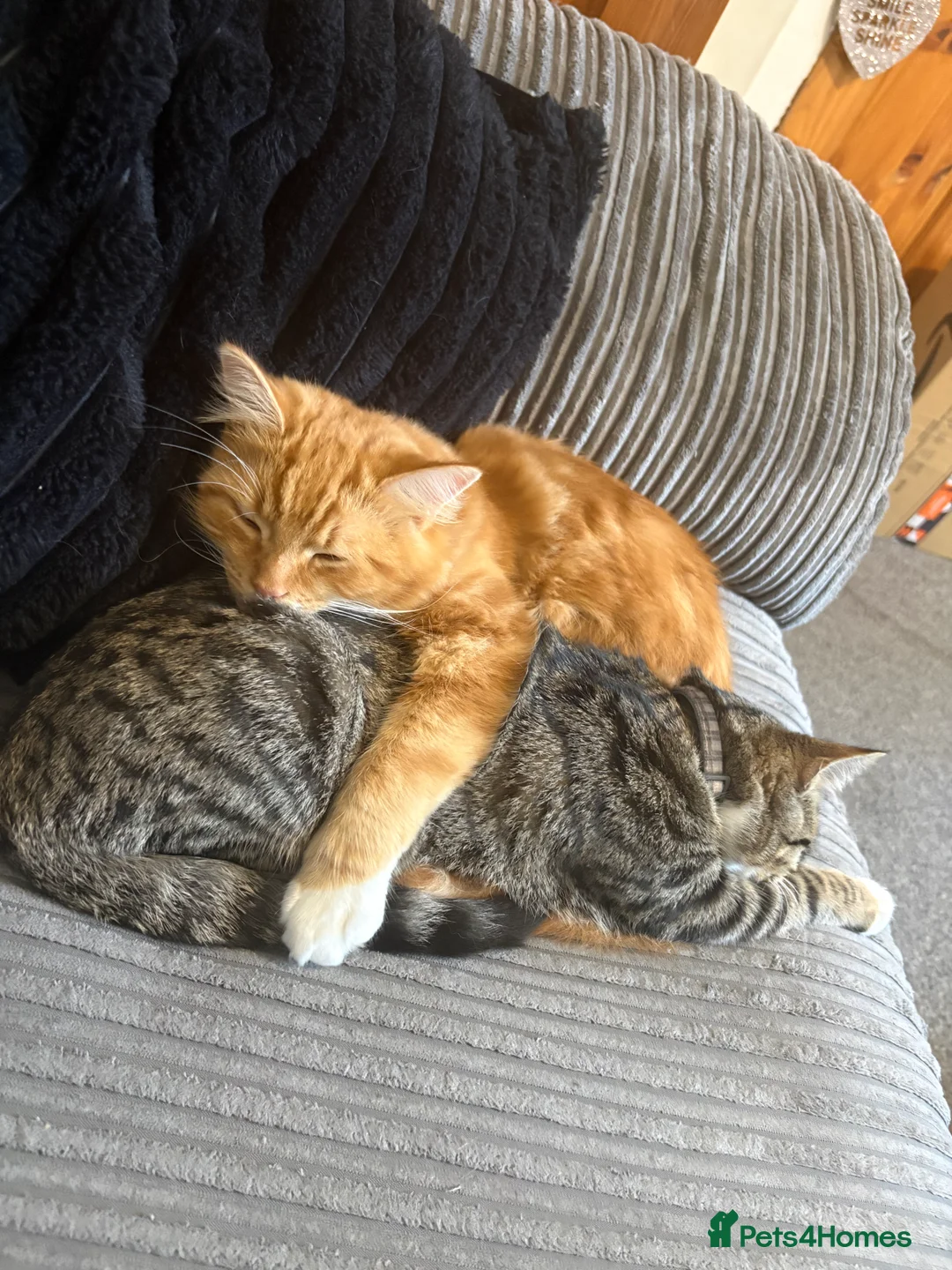 British Longhair cats for sale: Two Male Cats NEED REHOMING - Advert 4