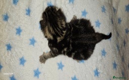 Mixed Breed cats for sale: 5 Bengal x Kittens–Glitter Coats,Beautiful Colours - Image 12