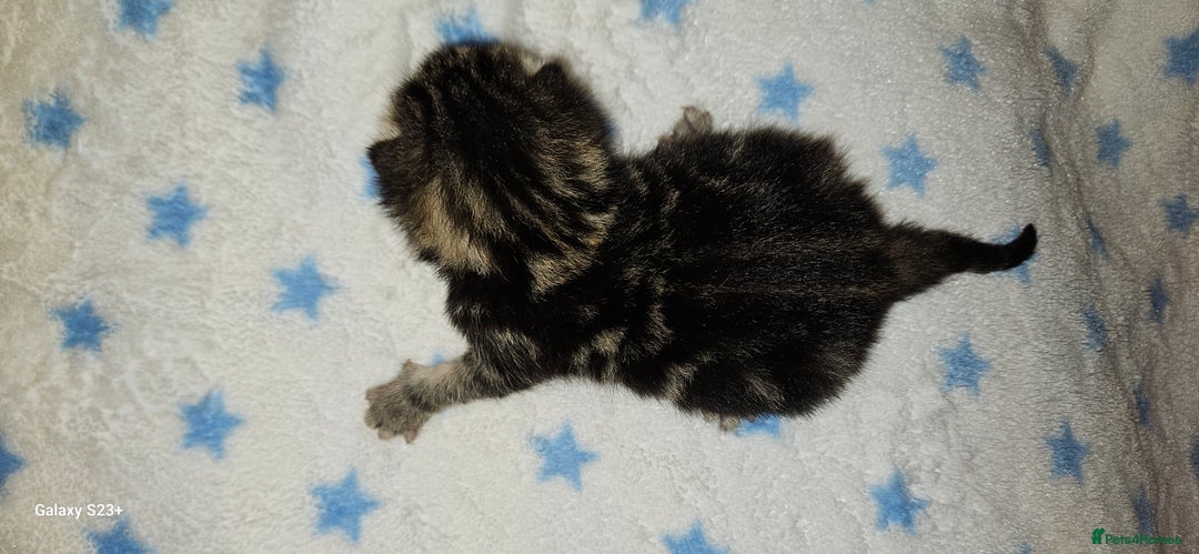Mixed Breed cats for sale: 5 Bengal x Kittens–Glitter Coats,Beautiful Colours - Image 12
