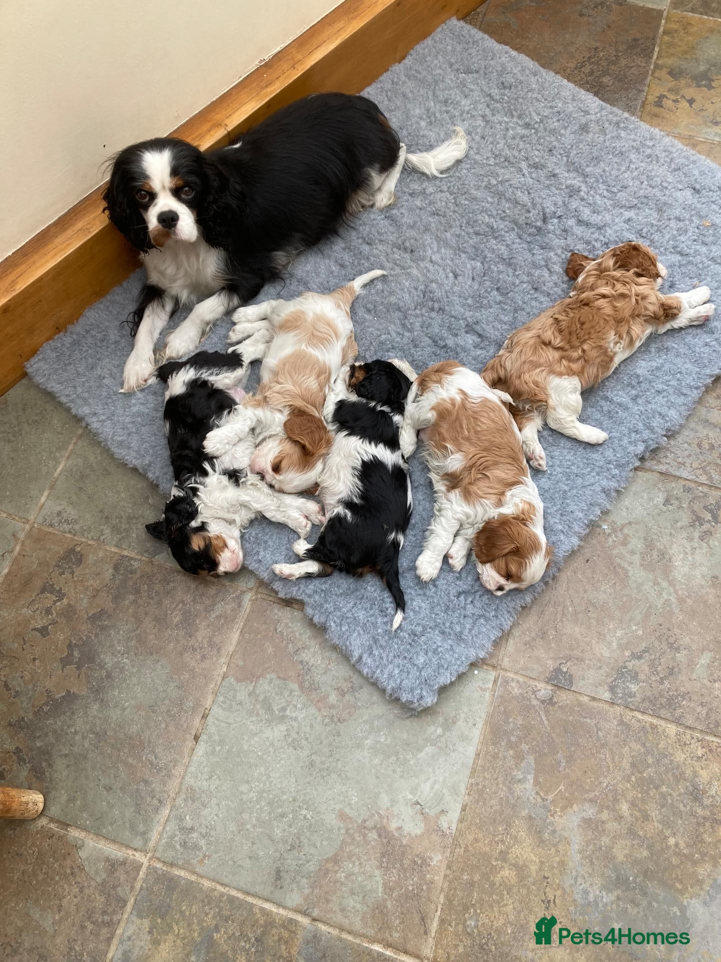 Cavalier King Charles Spaniel dogs KC tri/blenheim pups - health tested parents - Advert 2