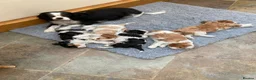 Cavalier King Charles Spaniel dogs for sale: KC tri/blenheim pups - health tested parents - Advert 2