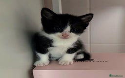 Mixed Breed cats for sale: Adorable kittens for sale - Image 3