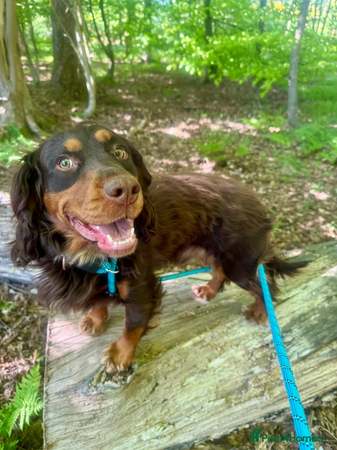 Cocker Spaniel dogs for sale: 🩵 2 YEAR OLD MALE KC 5TH GENERATION 🩵 - Advert 2