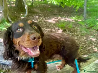 Cocker Spaniel dogs 🩵 2 YEAR OLD MALE KC 5TH GENERATION 🩵 - Advert 6