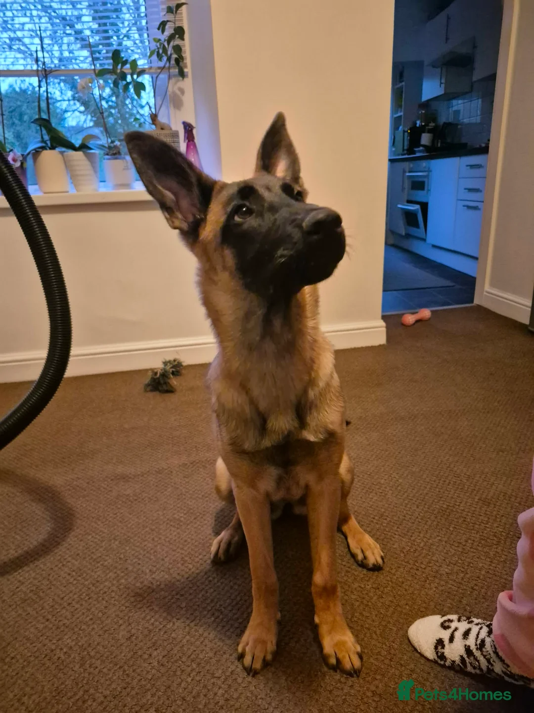 Belgian Shepherd Dog dogs for sale: Belgian Malinois in Newport - Advert 1