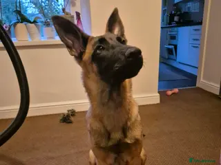 Belgian Shepherd Dog dogs Belgian Malinois - Advert 5