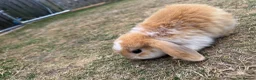 Mini Lop rabbits for sale: Mixed Mini Lop Rabbits - Advert 4