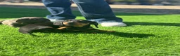 Miniature Dachshund dogs for sale: true tiny dachshunds! - Advert 12