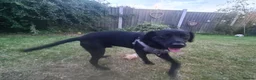 Labrador Retriever dogs for sale: Adorable Black Lab in Whitchurch - Advert 2