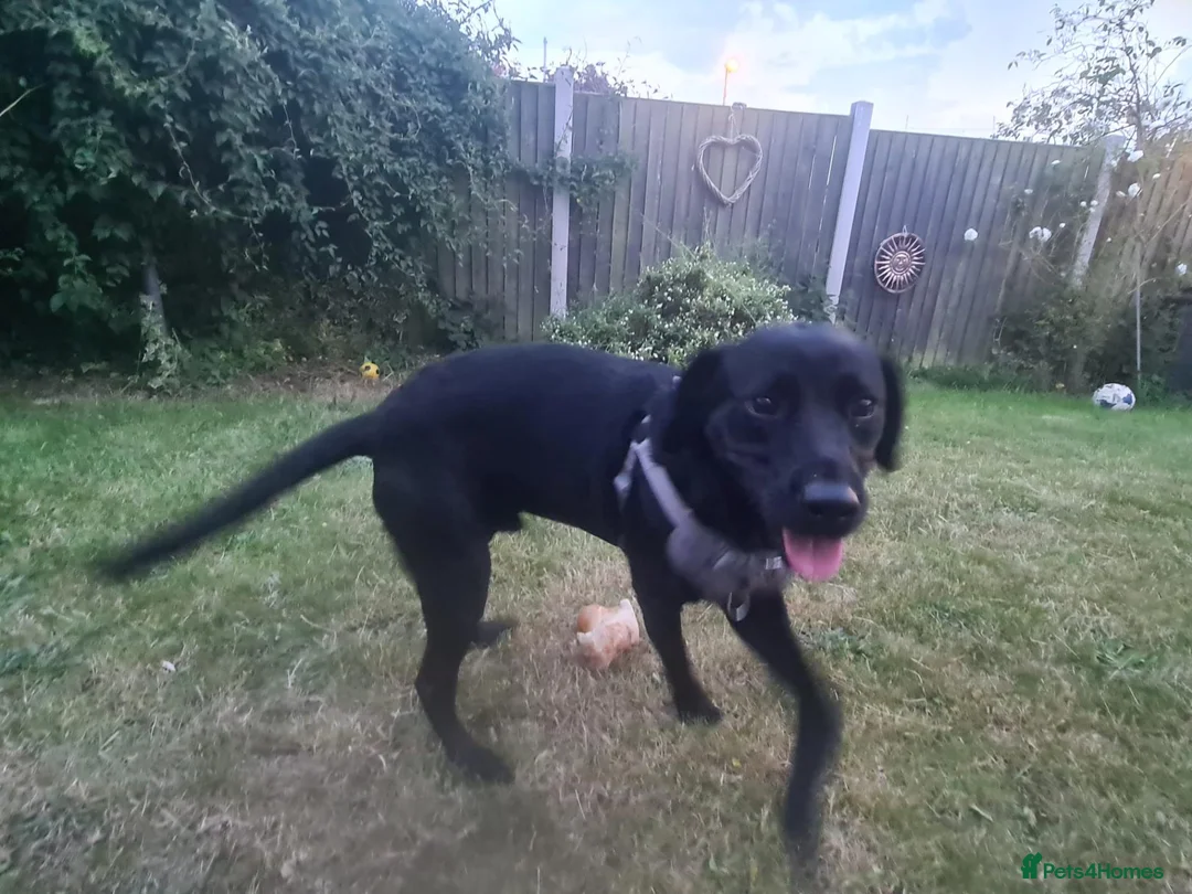 Labrador Retriever dogs for sale: Adorable Black Lab in Whitchurch - Advert 2