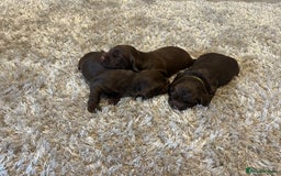 Sprocker dogs for sale: 3 Gorgeous brown sprokers boy puppies  - Image 15