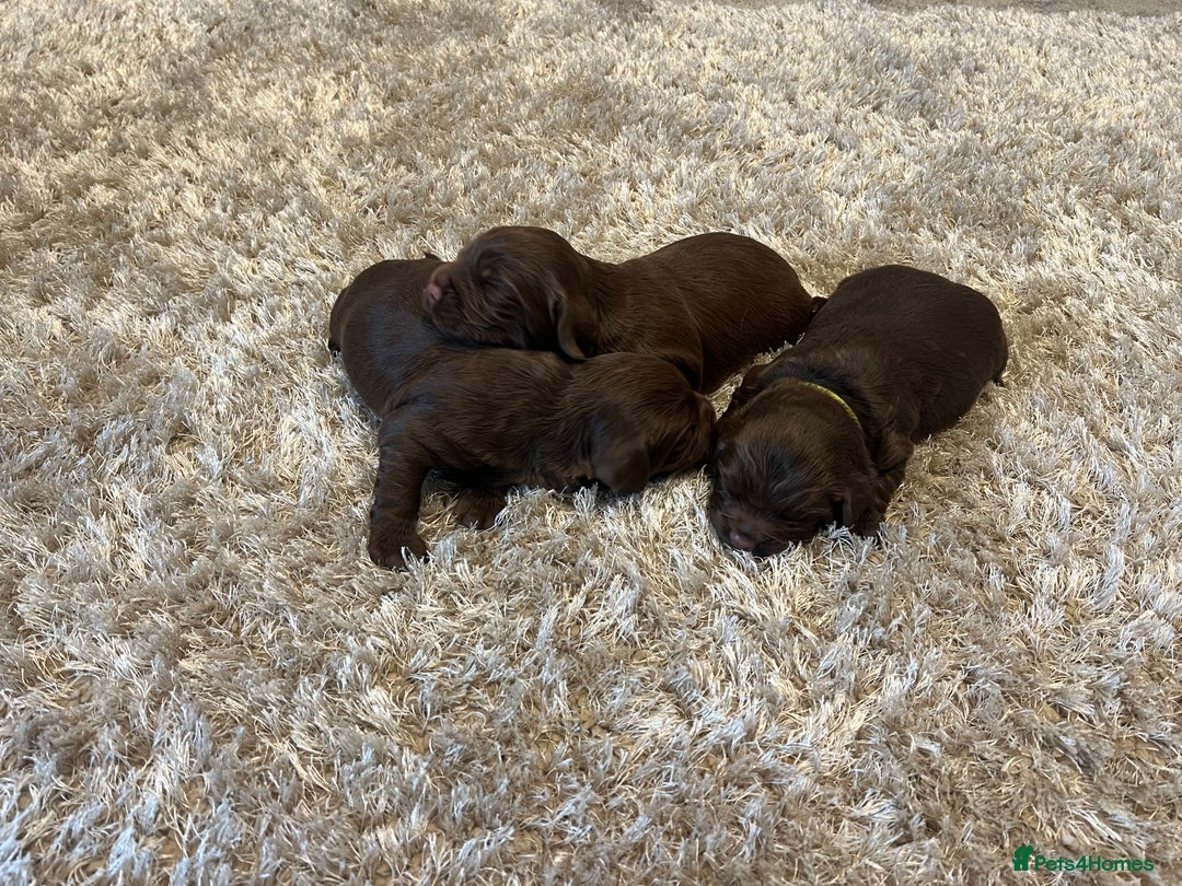 Sprocker dogs for sale: 3 Gorgeous brown sprokers boy puppies  - Image 15