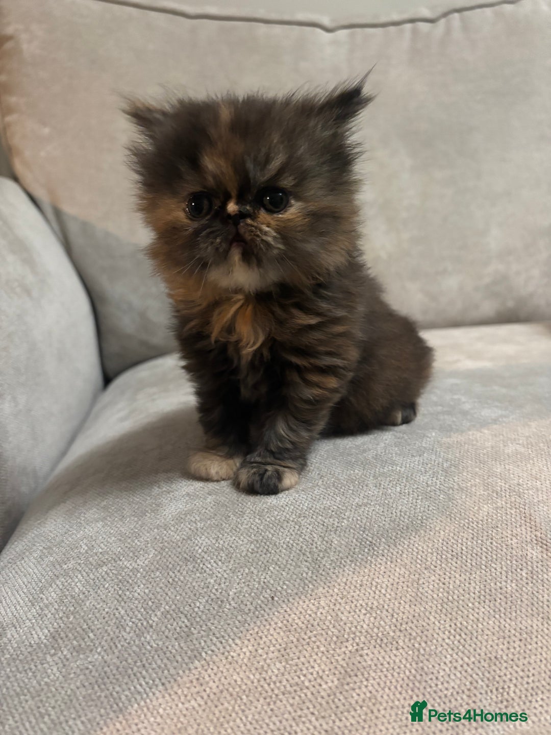 Persian cats for sale: Stunning Persian babies  - Image 14
