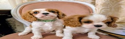 Cavalier King Charles Spaniel dogs for sale: Exquisite Lady KC reg Cavalier King Charles - Advert 3