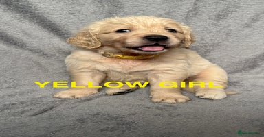 Golden Retriever dogs - Advert 11