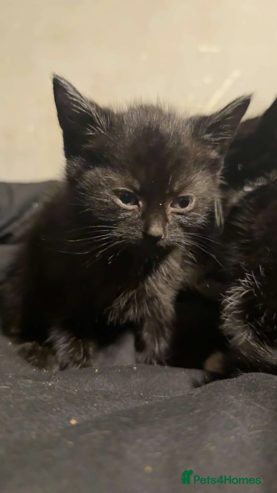 Mixed Breed cats for sale: Beautiful kittens for sale  in Swansea - Advert 6