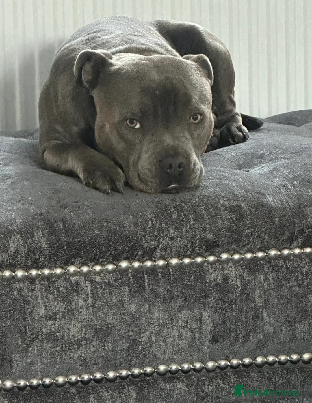 Staffordshire Bull Terrier dogs for sale: 🐾🐾SBT puppies for sale 🐶🐶 - Advert 11