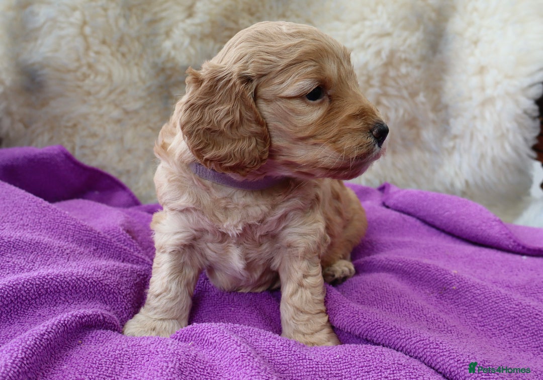 Cockapoo dogs for sale: 5*LICENSED BREEDER WATCH LIVE HEALTH TESTED PARENT - Image 8