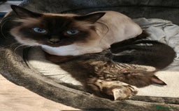 Mixed Breed cats for sale: Ragdoll (mum) X Tabby (dad) - blue eyes ! - Image 2