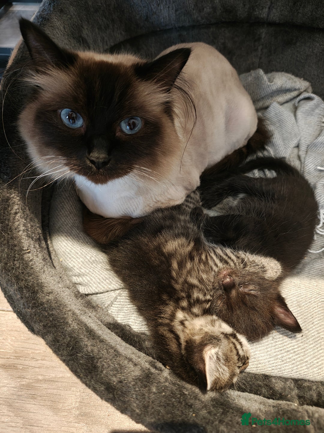 Mixed Breed cats for sale: Ragdoll (mum) X Tabby (dad) - blue eyes ! - Image 2