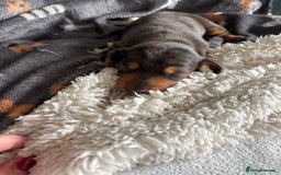 Miniature Dachshund dogs for sale: KC miniature Daschunds    - Image 21