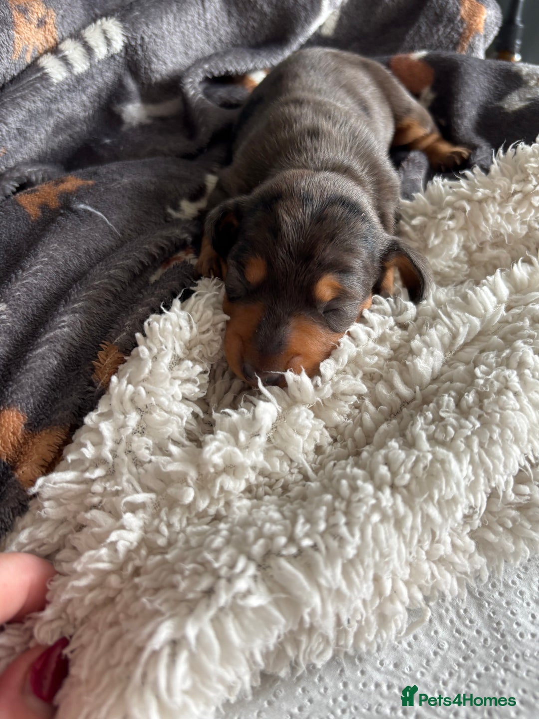 Miniature Dachshund dogs for sale: KC miniature Daschunds    - Image 21