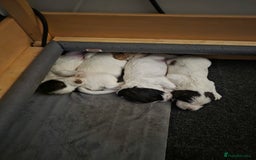 Sprocker dogs for sale: Beautiful Sprocker puppies  - Image 9