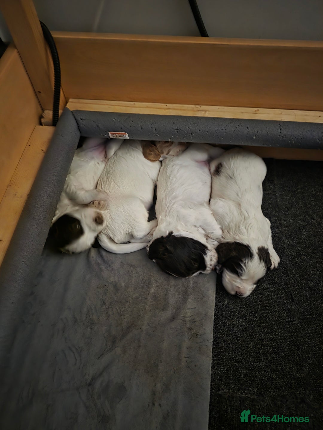 Sprocker dogs for sale: Beautiful Sprocker puppies  - Image 9