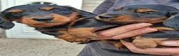 Miniature Dachshund dogs for sale: Miniature dachshund black and tan kc registered  - Advert 5